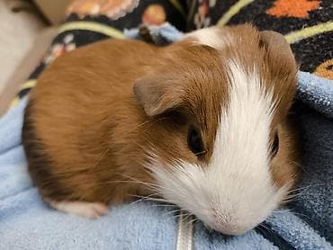 ev seraitinde cuce saxlamaq: Ev heyvanı – dəniz donuzu (guinea pig) • Növ: Qısa tüklü guinea pig — 6