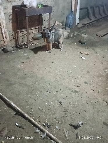 iran coban iti: 3aylig Dişi Tam saglam — 5