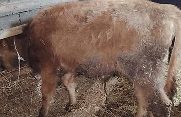 serebrist cuce satisi: 2 dənə sağlam 7, 10 aylıq erkəy danalar satışda.Yeməy,içməy — 4