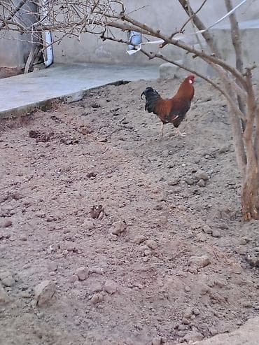 Balıqlar: Məhsul: Xoruz Wilson Təsvir: - Rəng: qırmızı-qəhvəyi bədən, qara — 2