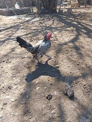 Salam herkese yaponka xoruzu satlr tekdı deye satram real alan yazzın — 6