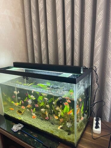 50 balıq akvarium ilə birlikdə