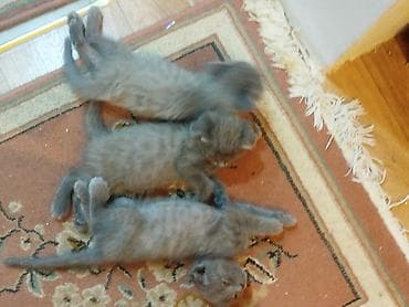 Tam sağlam baladirlar yeni yeyirler 50 günlük dur - Sayı: 3 balaca -