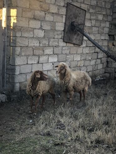qoyunlar: 2 ədəd ana qoyun 3 aydı qoça gəlib vatsap aktivdi — 3