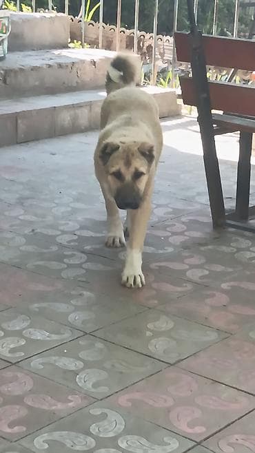 itlerin qiymeti ucuz: Qurdbasar, 4 ay, Erkek — 2