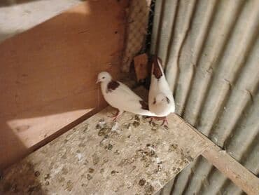 heyvanlara verilen xususi adlar: Desde qrmzi qurq Təsvir: - Rəng: ağımtıl bədən, boyun və qanadlarda — 5