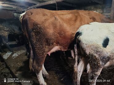 Dişi, il: 3, 600 kq, Südlük, Ödənişli çatdırılma