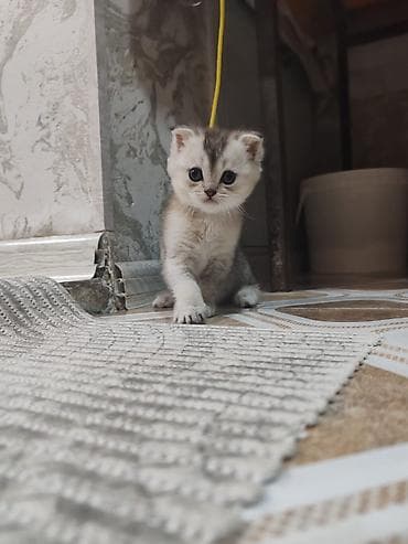 ağ pişikler: Şotland yastı qulaq — 2