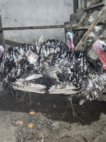 canli yem: Erkək, Damazlıq — 5