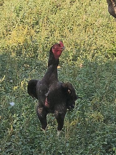 Xoruz, Heyratı, il: 2 lalafo.az -da Xoruz, Heyratı, il: 2