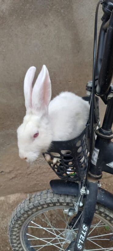 dovşan: Tecili Erkek dovsanlar satilir 4 eded — 2