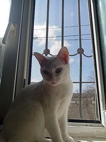 cütləş: Van, Erkək, Cütləşmə üçün, Pulsuz çatdırılma — 2