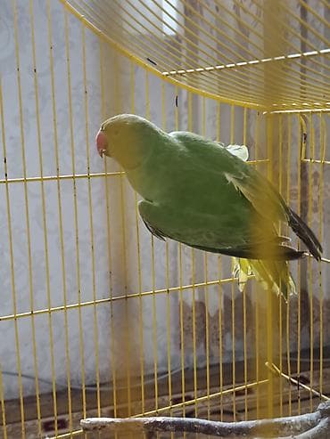 iran qusu: Ojirella hazir mayadi 2 yawdan yuxaridi qiymet 160 manat isdiyen — 4