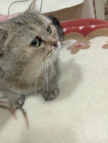 Lincoln: Британская, Самка, В добрые руки, Платная доставка — 2