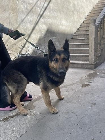 rottweiler iti: Alman çoban iti, 11 ay, Erkek, Sənədli, Ünvandan götürmə — 1