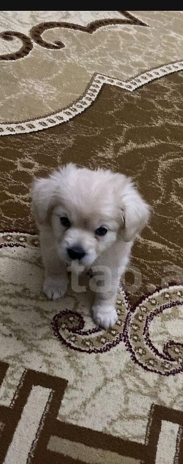 Sevimli balaca it balası – açıq krem/ağ rəngli, yumşaq uzun tüklü