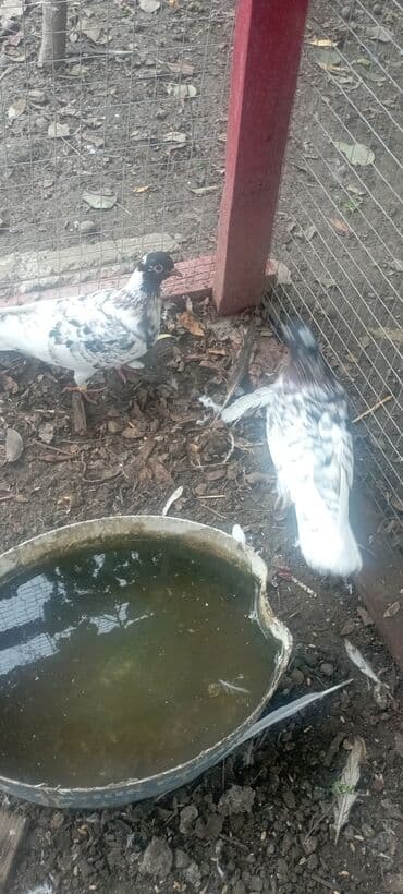 пудель карликовый цена: Məhsul: Göyərçin cütü Təsvir: - Nadir rəngli, xallı/ala naxışlı iki — 1