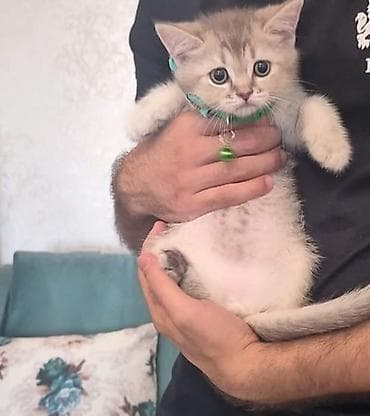 Кошки: Gözəl balaca pişik balası – gümüşü-boz rəng keçidi, kremi alt — 2