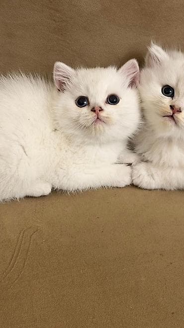 Şinşilla, Dişi, Yaxşı əllərə, Ünvandan götürmə, Ödənişli çatdırılma — 1