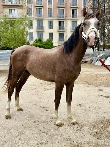 yumurtlayan heyvanlar: Erkək, il: 2, Ünvandan götürmə, Pulsuz çatdırılma, Ödənişli çatdırılma — 2