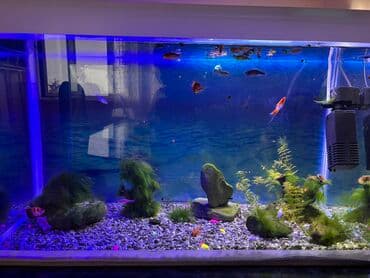 qızıl balıqlar: Dördbucaq akvarium, Balıqlarla birlikdə, 100 l, Ünvandan götürmə — 2