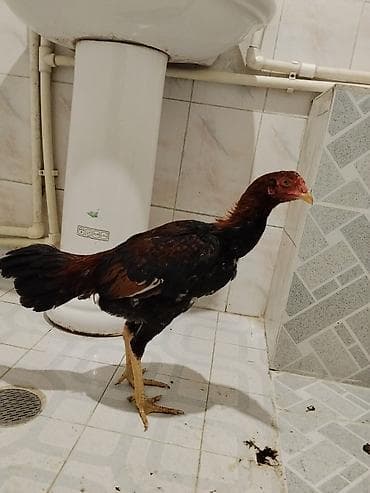 Yemlər: Xoruz, il: <1 — 4