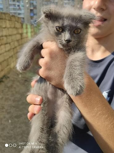 mor rəng: Şotland pişik balası - Rəng: tam boz (dumani) - Tük tipi: yumşaq — 1
