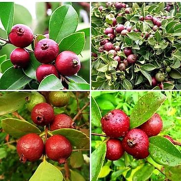 Qırmızı Feyxoa.Dibçəklərdə.Sifarişləri Bakıya çatdırmaq mumkundur