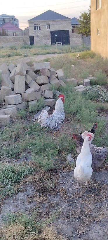 it sekilleri: 7 aylıq xarkov tam sağlam lider ruhlu məsləhət görərdmki yaxınan — 2