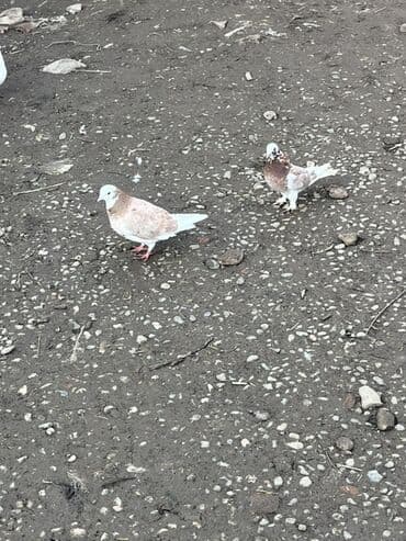 toyuq satisi tap.az: Cins: Ev göyərçinləri Rəng: Ağ-krem və açıq qəhvəyi çalara sahib — 2