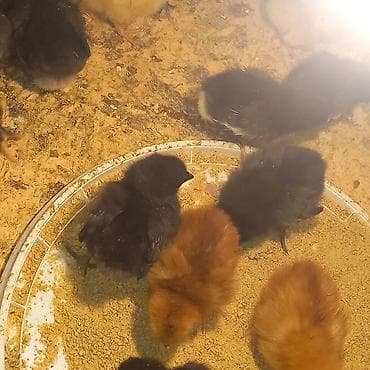 iran quslari: Toyuq cücələri, Ətlik — 2