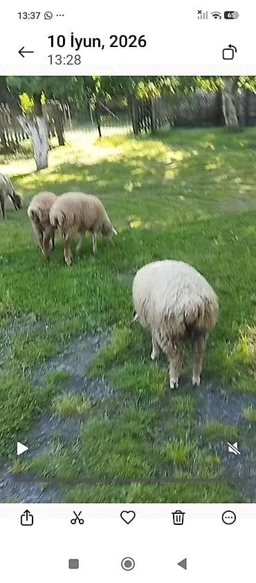 quzu satışı: Satılır: 3 eded qoç satilir Məhsul təsviri: - Şəkildə təbii otlaqda — 1