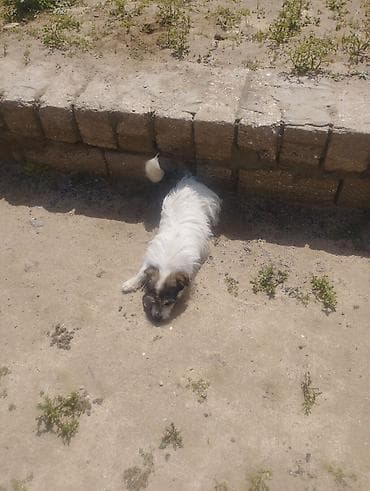 itlerin davasi: Pudel, 1 il, Erkek, Cütləşmə üçün, Ödənişli çatdırılma — 2