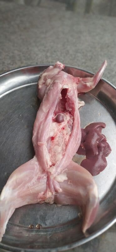 dovşan balaları: Məhsul: Təmizlənmiş dovşan cəmdəkləri Təsvir: - Şəkillərdə tam — 5