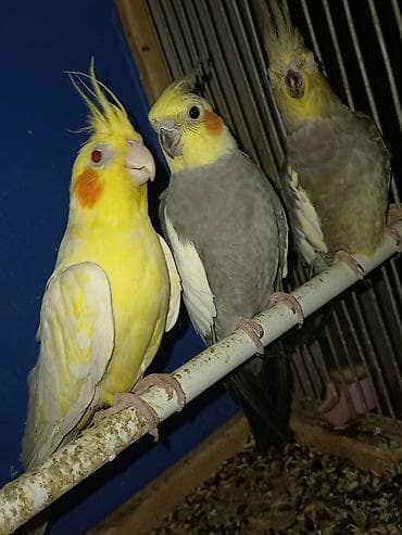 Зоотовары: Evi ile birlikde gotur hamisi 100manat 2si erkekdi sari yanindaki,oen — 5