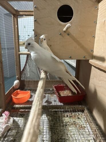 dəvə qiyməti: Ag yanaqsiz korella ( albinos ) quslar oz quslarimdi, tergitdiyim ucun — 2