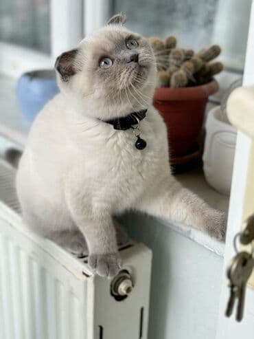 pişik yemleri: Britan, Dişi, Yaxşı əllərə, Ödənişli çatdırılma — 2