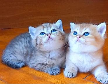 heyvan: Britan, Erkək, Dişi, Yaxşı əllərə, Ünvandan götürmə — 1