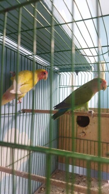 məhəbbət quşu qiyməti: 3ədəd nerazlucnik sari dişidi 9 ayliqdi yaşillarda 9 ayliqdi qəfəs — 2