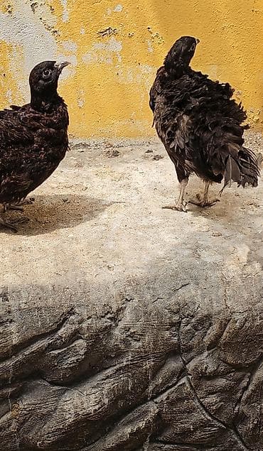 heyvanlara verilen xususi adlar: Zümrid girgovul iki fərədi bir xoruz — 2