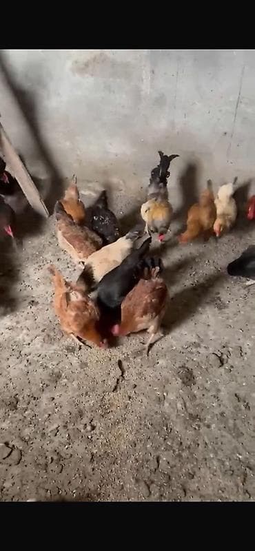 Другие с/х животные: Qarışıq yerli toyuq 14 ədəd toyuğ 4 ədəd xoruzdu hamsıda super — 3