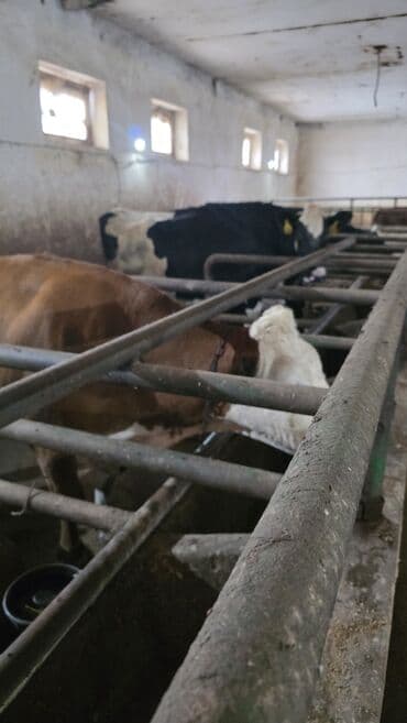 sort inəklər: Südlük inəklər – ferma təsərrüfatı üçün - Rəngləri: alaca qəhvəyi‑ağ — 4