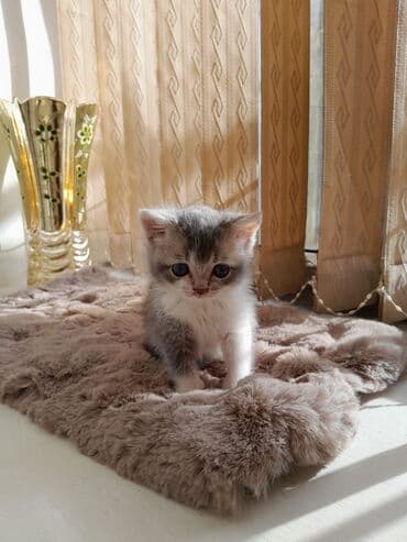 Akvariumlar: Şotland — 4