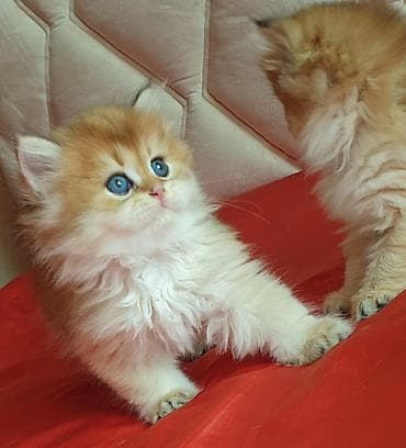 pişik sudu: Erkək, Ünvandan götürmə — 8