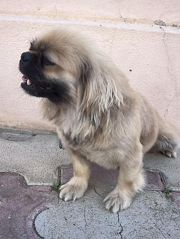 pudel balası: Pekines — 4