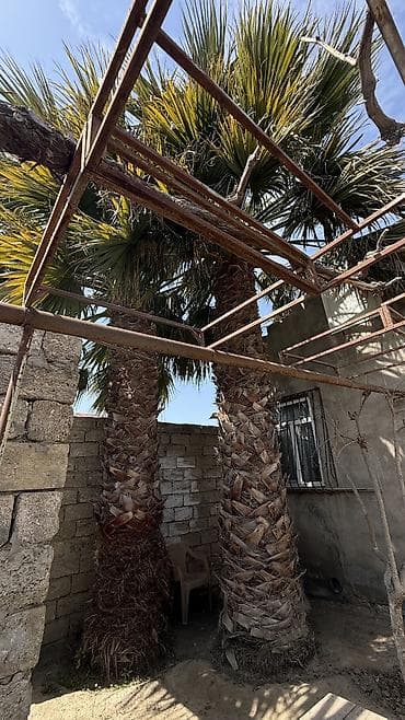 palma satisi: Satılır: həyət üçün iri dekorativ palma ağacları (2 ədəd) - Növ — 2