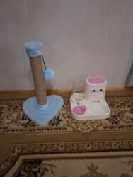 erkek pişik: Şotland, Erkək, Dişi, Yaxşı əllərə, Pulsuz çatdırılma, Ödənişli çatdırılma — 9