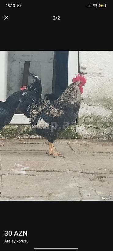 Hinduşkalar: Atalay xoruzu - Cinsi: Atalay - Növ: Xoruz - Rəng: Qara-ağ çalarlı — 2