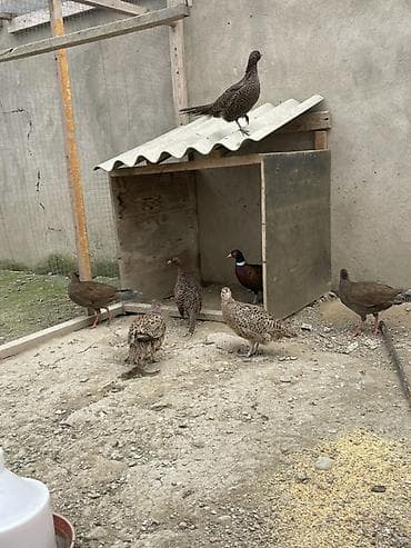 danşan quş: 1 xoruz qafqaz 1 illik 2 fərə qafqaz 8 aylıq 2 fərə rumin 8 aylıq 1 — 3