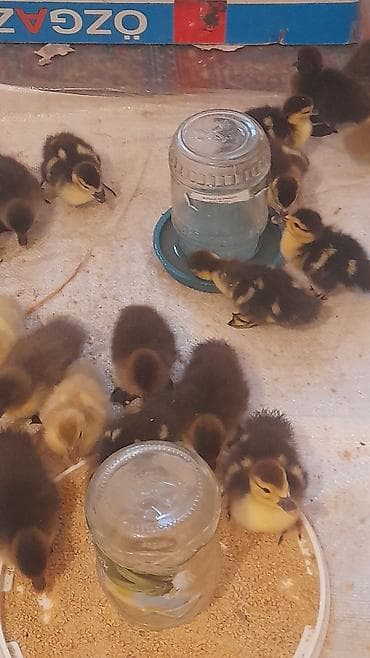 xaski bala: 3 günlük balalar lavanda zümrüdü macar krasnadar 5 m — 3